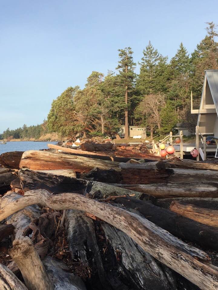 Driftwood by the Road
