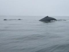 humpbacks